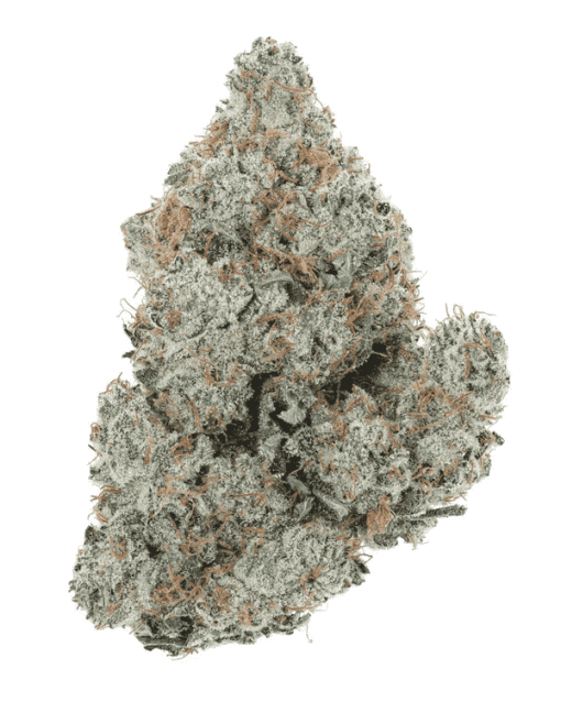 Tête de fleur CBD Super Silver Haze, dense et résineuse, avec trichomes brillants et pistils orangés.