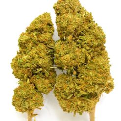 Des petites fleur de chanvre verte, compacte, avec des pistils orangés et aspect givré.