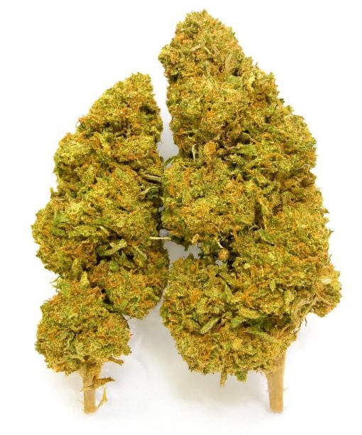 Des petites fleur de chanvre verte, compacte, avec des pistils orangés et aspect givré.