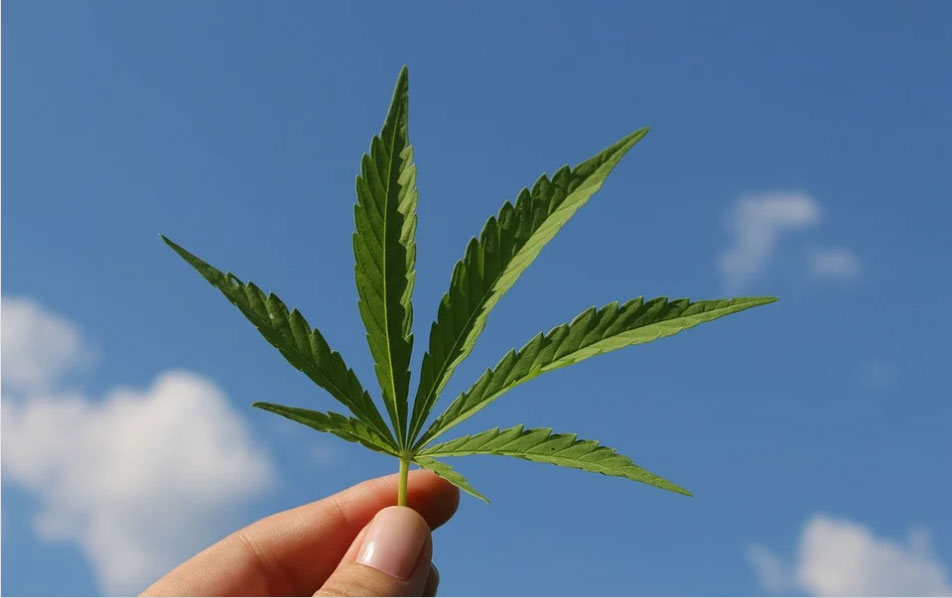 plante cbd