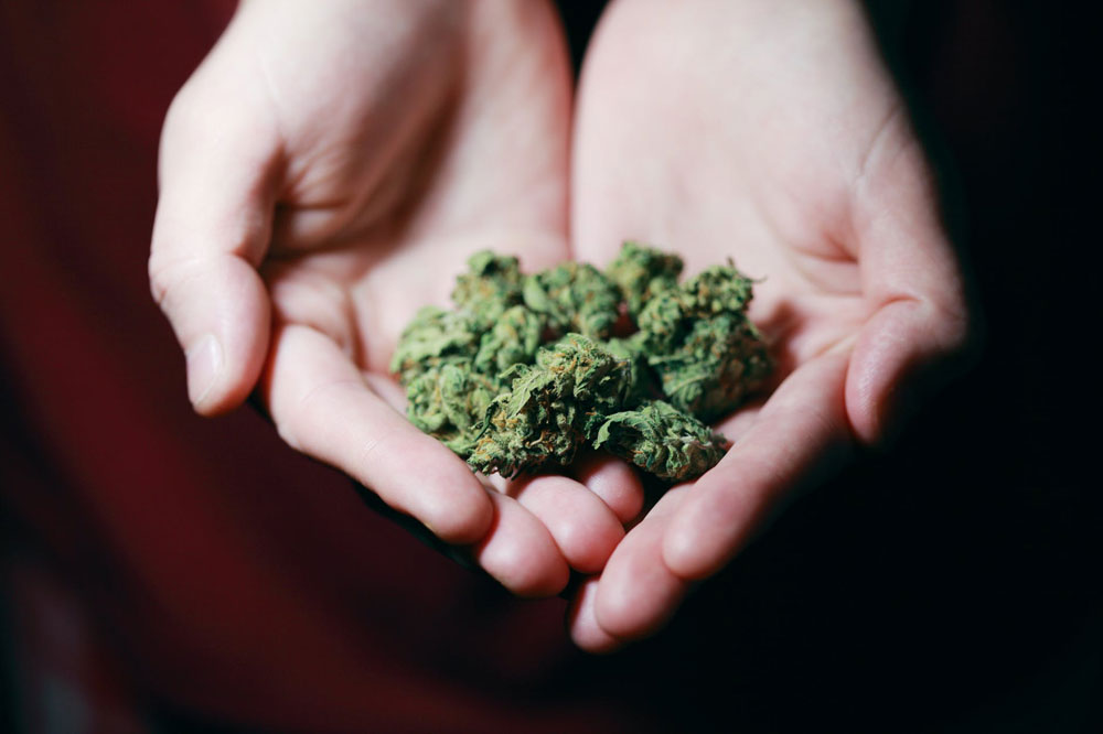 Les variétés des fleurs de cannabis et leurs équivalents CBD