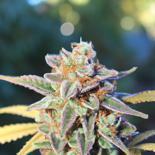 fleur de CBD