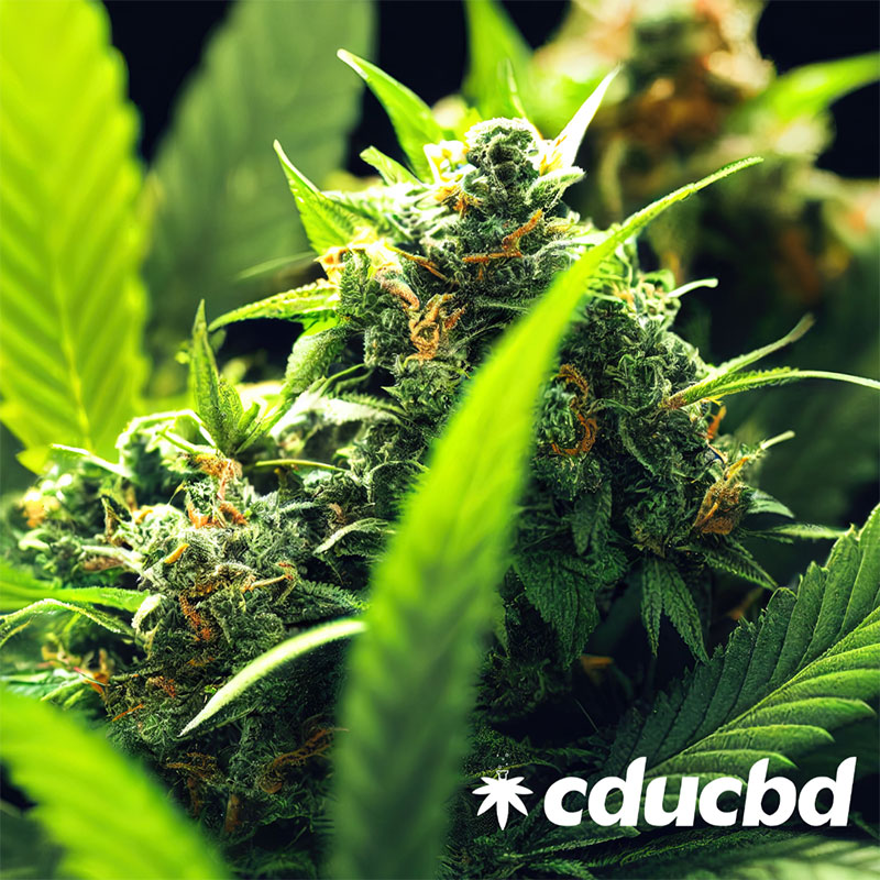 Le CBD haute qualité