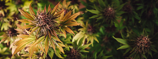 Fleurs de Cannabis