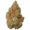 Tête de fleur CBD dense de couleur orangée, sur fond blanc, montrant une texture résineuse et des trichomes brillants