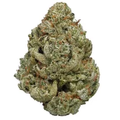 Gros plan d’un bourgeon de cannabis dense, vert clair avec des trichomes givrés et des pistils orangés.