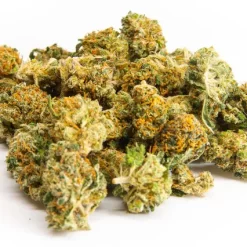 Petites buds de fleurs de chanvre, denses et colorés, avec des nuances vertes et orangées.