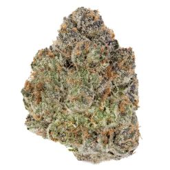 Grosse tête de cannabis dense avec des nuances vertes, violettes et des trichomes givrés.