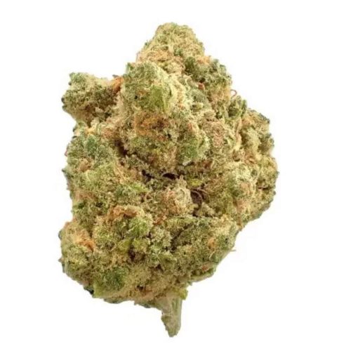 Une tête de chanvre vert clair, dense, couverte de pistils orangés et de trichomes.