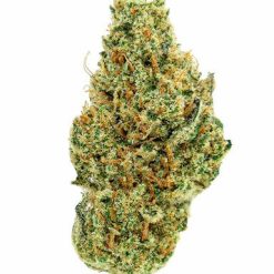 Fleur de THV Super Gelato, dense, couverte de trichomes blancs avec des pistils orange et des nuances vert clair.