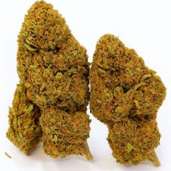 Plusieurs fleurs de chanvre vert clair, rassemblées en un tas, avec des pistils orangés.