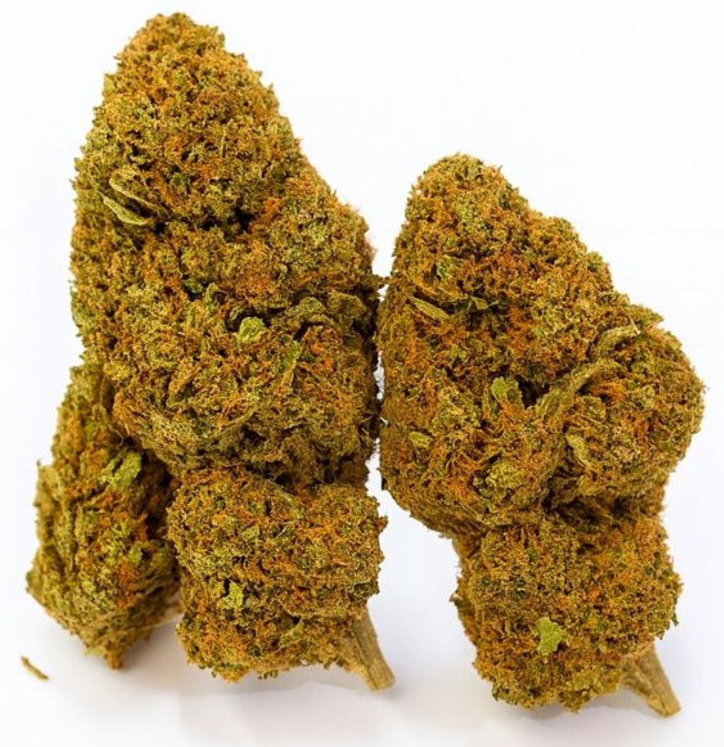 Plusieurs fleurs de chanvre vert clair, rassemblées en un tas, avec des pistils orangés.