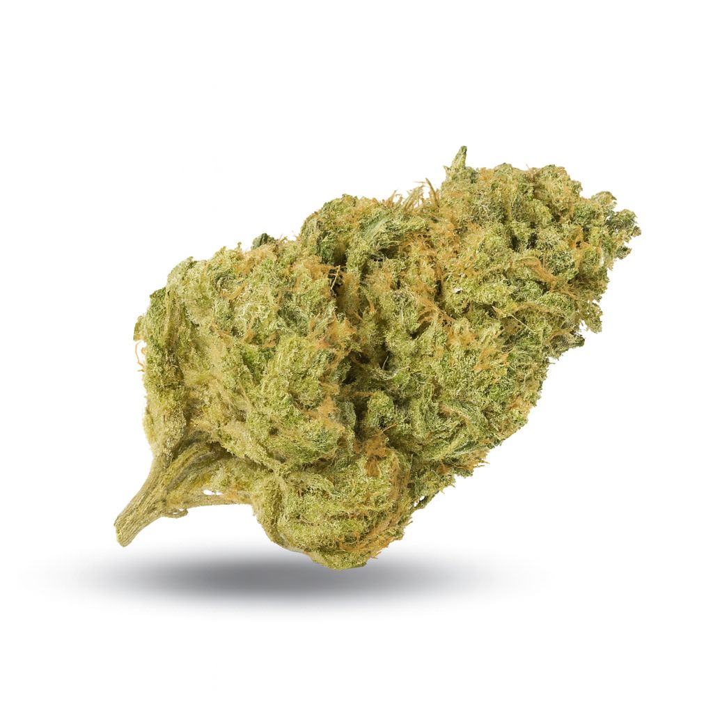 Une fleur de chanvre séchée, vert clair, parsemée de pistils dorés et feuillus.