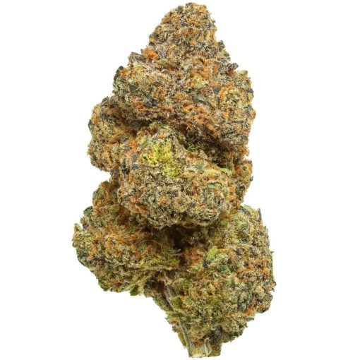 Gros bourgeon de fleur de cannabis Blue Zushi, dense, couvert de trichomes et de pistils orange.