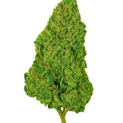 Fleur Magic Alien CBDX sur fond blanc, têtes denses vert éclatant