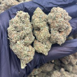 Lemon Haze hydro