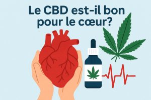 Un cœur entre les main, du CBD et une légende: le CBD est-il bon pour le cœur