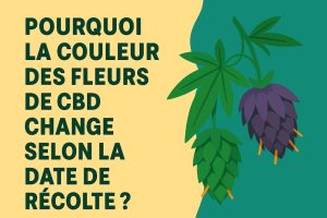 Pose la question de la couleur des fleurs CBD