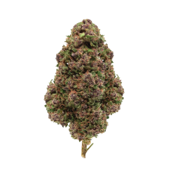 Purple Haze CBDX