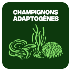 Champignons Adaptogènes