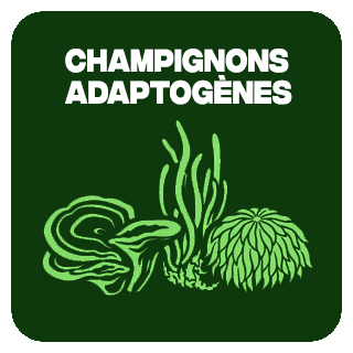 Champignons Adaptogènes