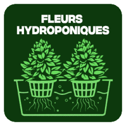 Fleurs CBD Hydroponie