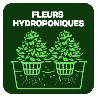 Fleurs CBD Hydroponie
